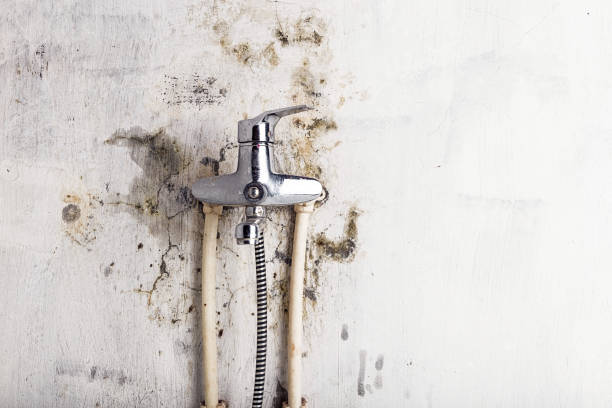 Best Toxic Mold Removal  in Tillmans Corner, AL
