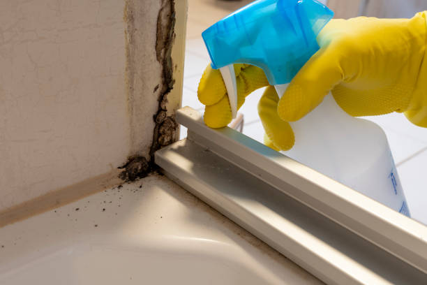 Attic Mold Removal in Tillmans Corner, AL
