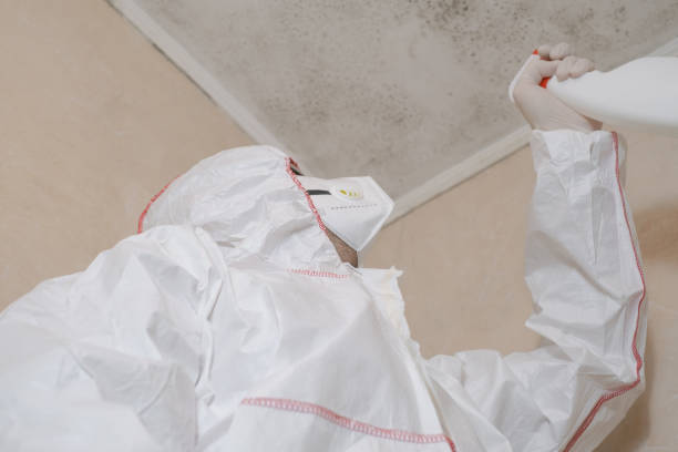 Best Local Mold Removal Service  in Tillmans Corner, AL