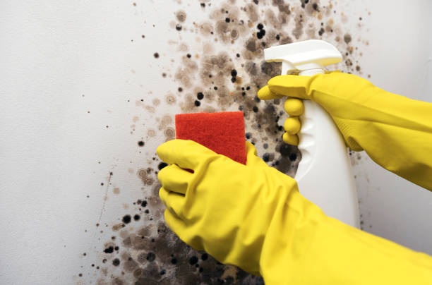 Best Certified Mold Removal  in Tillmans Corner, AL