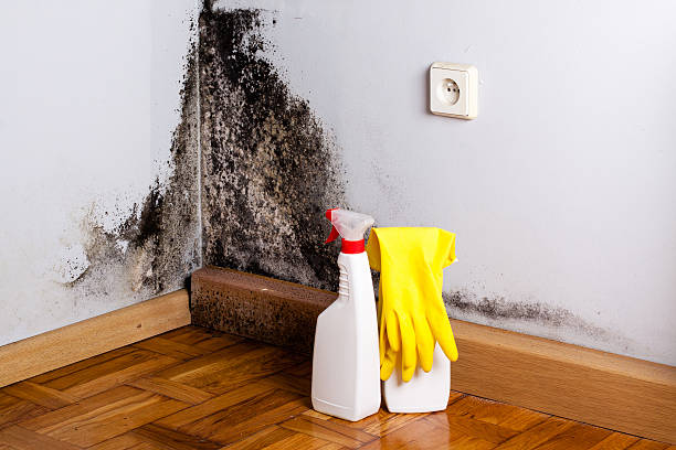 Best Attic Mold Removal  in Tillmans Corner, AL