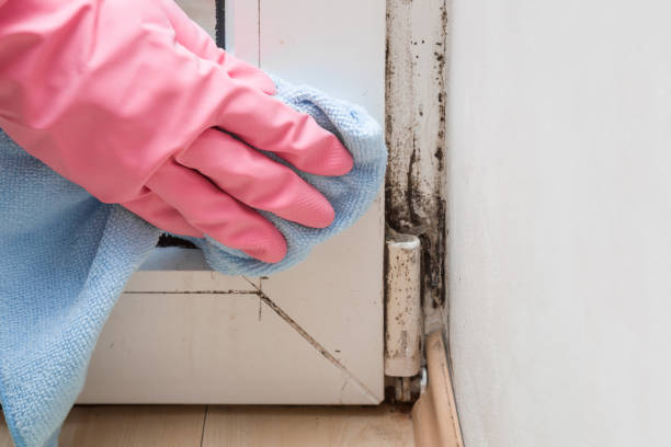 Best Residential Mold Removal  in Tillmans Corner, AL